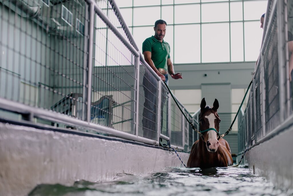 A person in a CSU shirt watches a horse walk on an underwater treadmill.